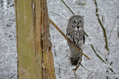 26-01-28-Fotoshooting-im-Schnee-363