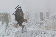 26-01-28-Fotoshooting-im-Schnee-714
