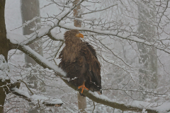 26-01-28-Fotoshooting-im-Schnee-737