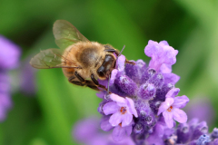26-06-17-Garten-014