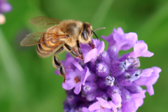 26-06-17-Garten-015
