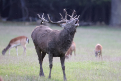 26-09-27-Wildwald-Vosswinkel-049