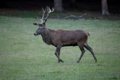 26-09-27-Wildwald-Vosswinkel-071