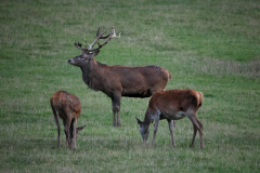 26-09-27-Wildwald-Vosswinkel-077