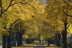 15-10-27-herbstliches Niehl 001+