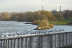 17-11-19-Herbstbilder 007+