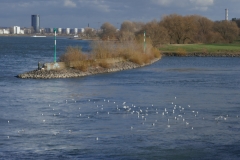 21-03-13-Niehl Rhein 009+