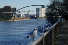 23-02-08-Niehl-005