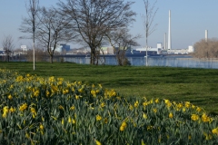 23-03-01-Niehl-001