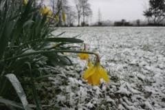 23-03-08-Niehl-Osterglocken-im-Schnee-001