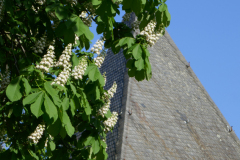 23-05-03-Niehl-in-Bluete-010