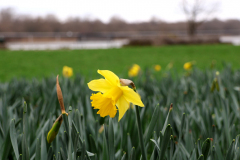 24-02-19-Niehler-Fruehling-007