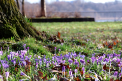 25-02-25-Niehl-Krokusse-008