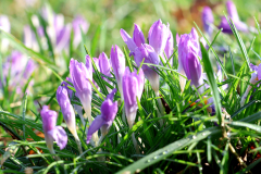 25-02-25-Niehl-Krokusse-009