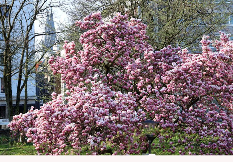 25-03-28-Magnolie mit Dom 005+E